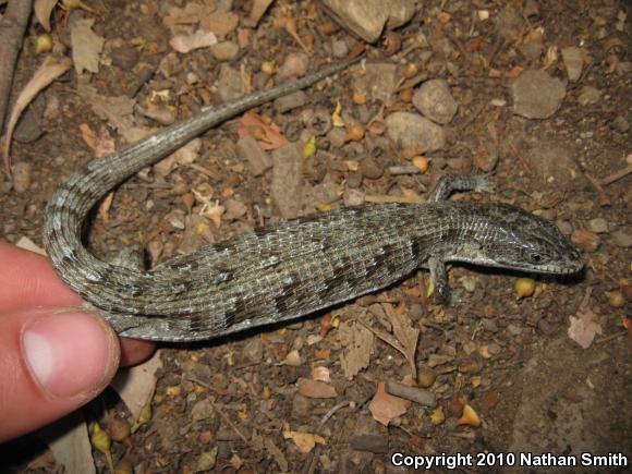 San Diego Alligator Lizard (Elgaria multicarinata webbii)