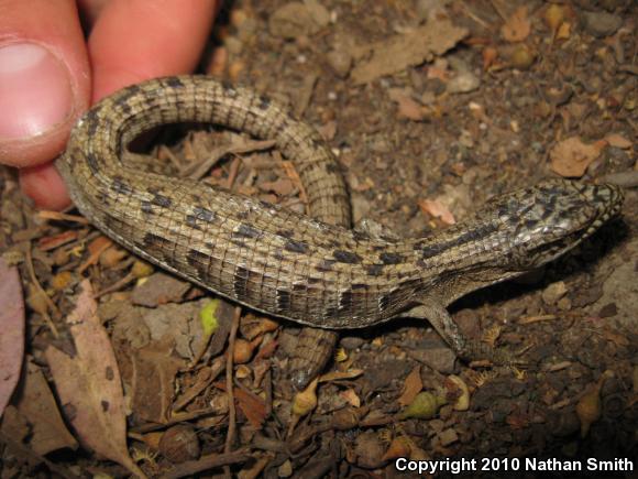 San Diego Alligator Lizard (Elgaria multicarinata webbii)