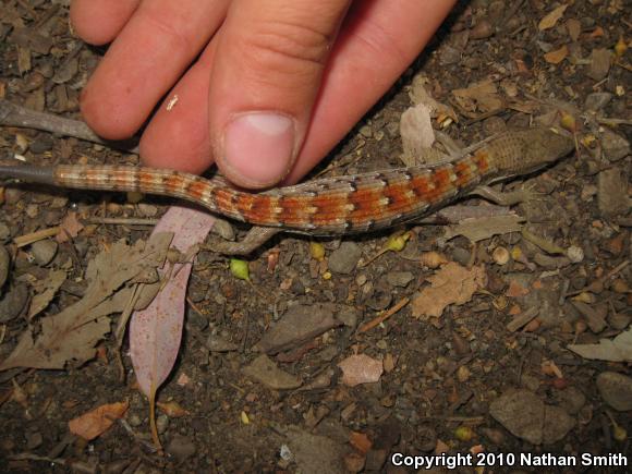 San Diego Alligator Lizard (Elgaria multicarinata webbii)