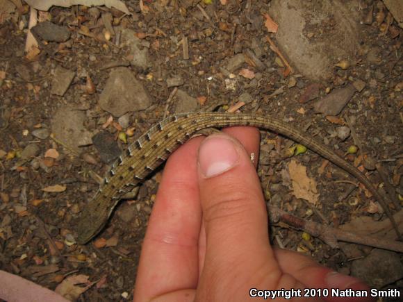 San Diego Alligator Lizard (Elgaria multicarinata webbii)