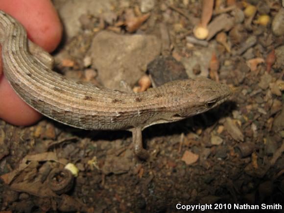 San Diego Alligator Lizard (Elgaria multicarinata webbii)