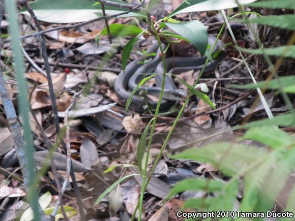 Everglades Racer (Coluber constrictor paludicola)