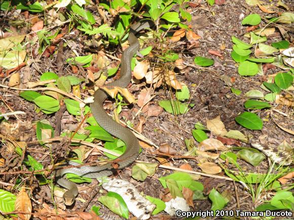 Everglades Racer (Coluber constrictor paludicola)