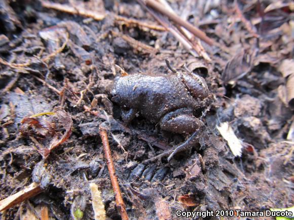 Eastern Narrow-mouthed Toad (Gastrophryne carolinensis)