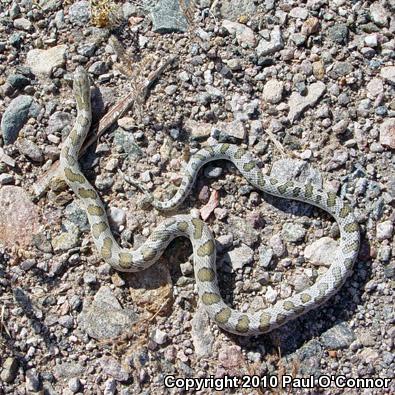 Peninsular Glossy Snake (Arizona pacata)