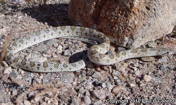 Peninsular Glossy Snake (Arizona pacata)