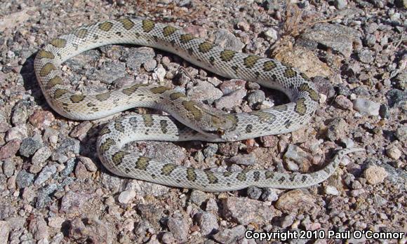 Peninsular Glossy Snake (Arizona pacata)