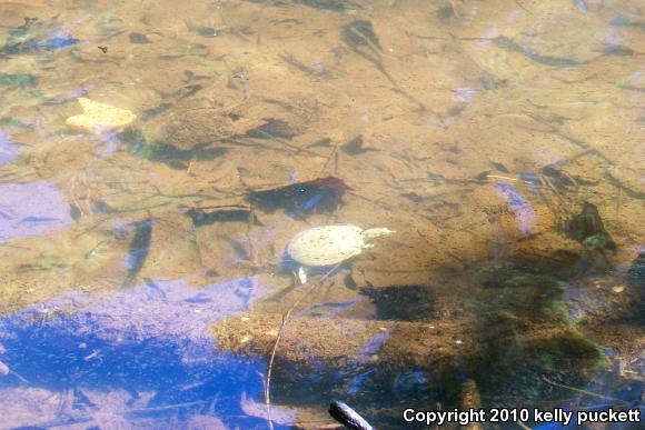 Gulf Coast Spiny Softshell (Apalone spinifera aspera)