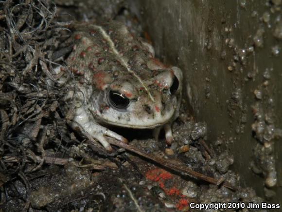 Southern California Toad (Anaxyrus boreas halophilus)