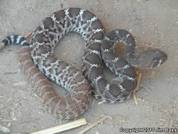 Red Diamond Rattlesnake (Crotalus ruber)