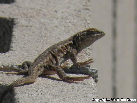 Western Side-blotched Lizard (Uta stansburiana elegans)