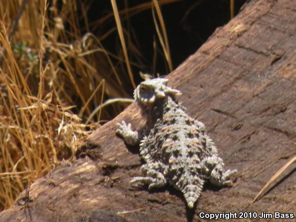 Blainville's Horned Lizard (Phrynosoma blainvillii)