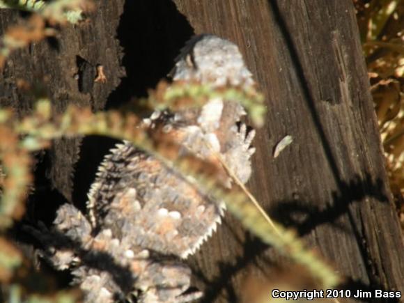 Blainville's Horned Lizard (Phrynosoma blainvillii)