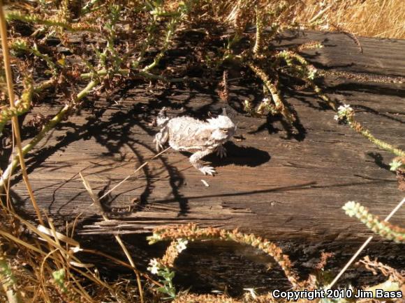 Blainville's Horned Lizard (Phrynosoma blainvillii)