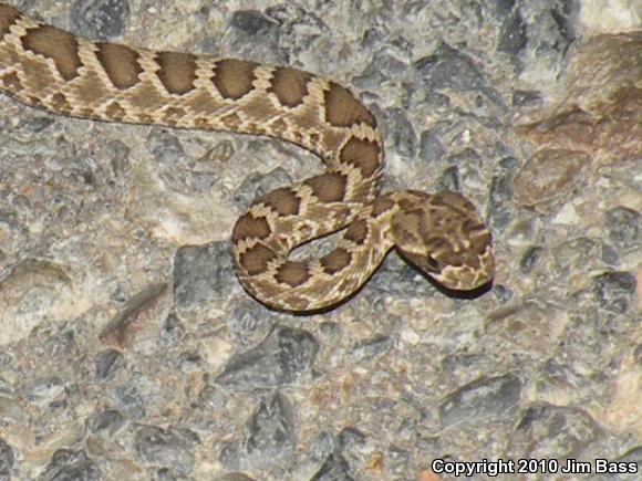 Mohave Rattlesnake (Crotalus scutulatus scutulatus)