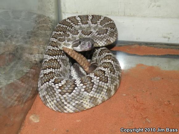 Southern Pacific Rattlesnake (Crotalus oreganus helleri)