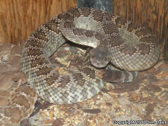 Southern Pacific Rattlesnake (Crotalus oreganus helleri)