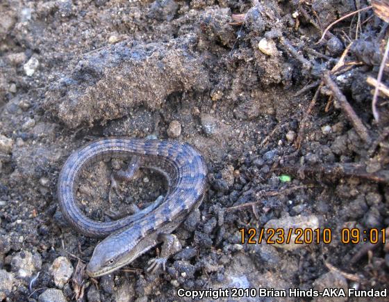 San Diego Alligator Lizard (Elgaria multicarinata webbii)