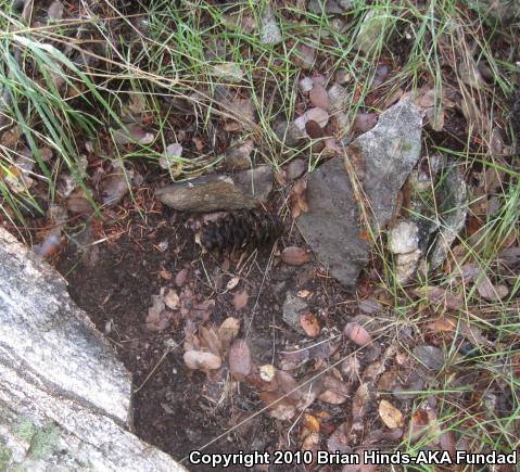 Monterey Ensatina (Ensatina eschscholtzii eschscholtzii)