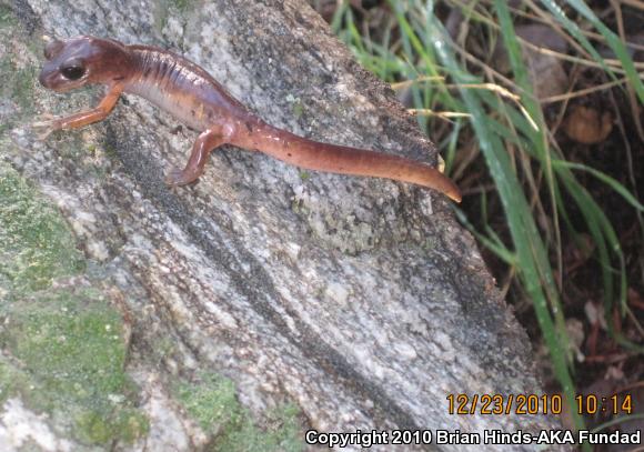 Monterey Ensatina (Ensatina eschscholtzii eschscholtzii)