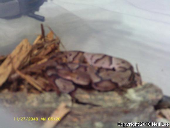 Northern  Copperhead (Agkistrodon contortrix mokasen)