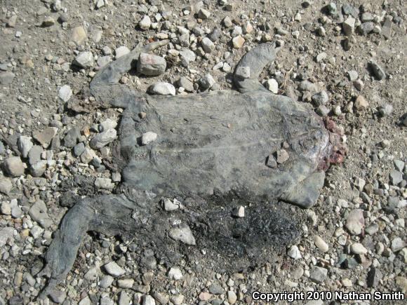 Southern California Toad (Anaxyrus boreas halophilus)