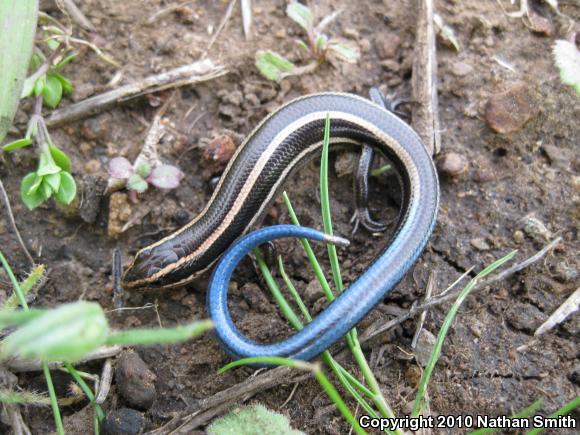 Coronado Island Skink (Plestiodon skiltonianus interparietalis)