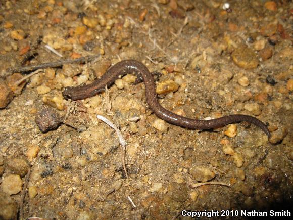 Garden Slender Salamander (Batrachoseps major major)