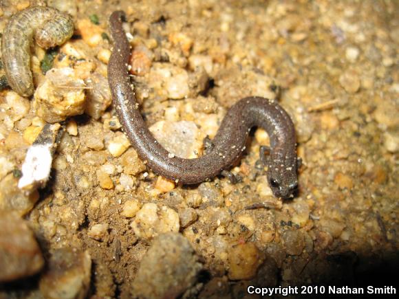 Garden Slender Salamander (Batrachoseps major major)