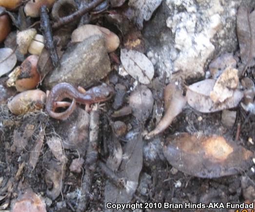 Monterey Ensatina (Ensatina eschscholtzii eschscholtzii)