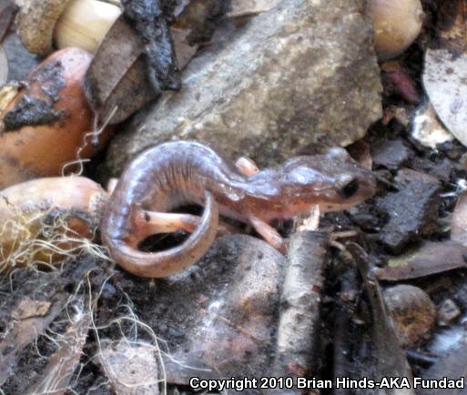 Monterey Ensatina (Ensatina eschscholtzii eschscholtzii)