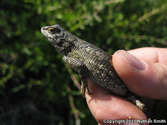 Great Basin Fence Lizard (Sceloporus occidentalis longipes)