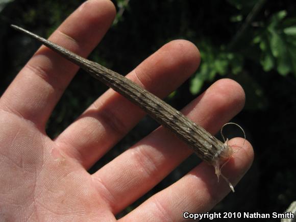 San Diego Alligator Lizard (Elgaria multicarinata webbii)