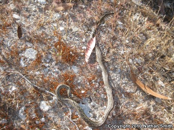 San Diego Gopher Snake (Pituophis catenifer annectens)