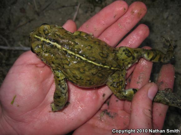 Southern California Toad (Anaxyrus boreas halophilus)