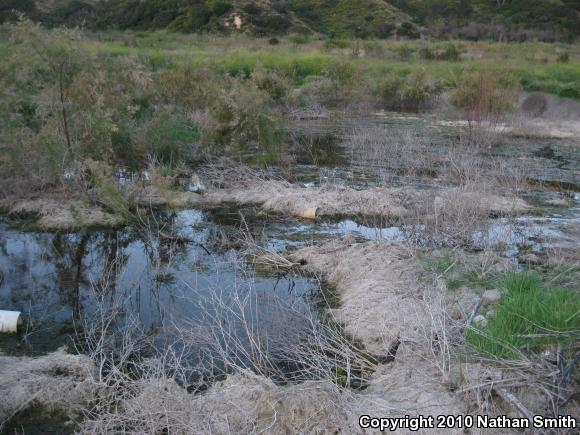 Southern California Toad (Anaxyrus boreas halophilus)