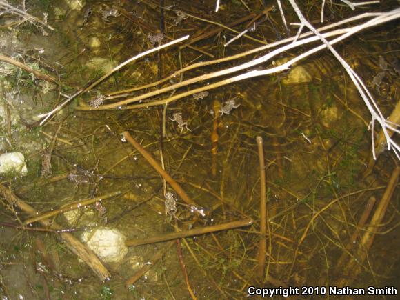 Southern California Toad (Anaxyrus boreas halophilus)