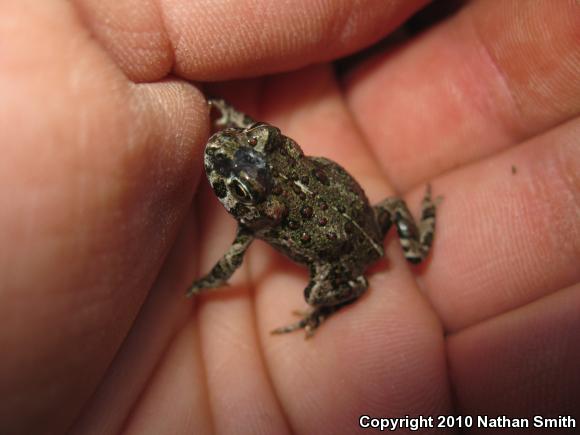 Southern California Toad (Anaxyrus boreas halophilus)