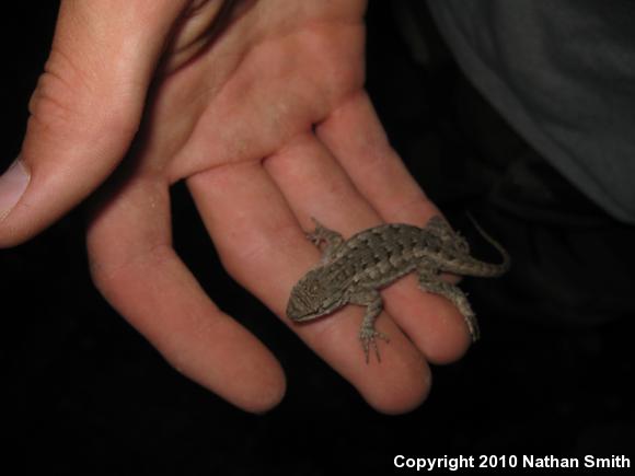 Great Basin Fence Lizard (Sceloporus occidentalis longipes)