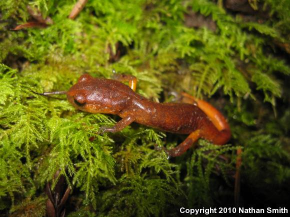 Yellow-eyed Ensatina (Ensatina eschscholtzii xanthoptica)