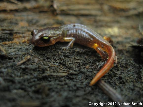 Yellow-eyed Ensatina (Ensatina eschscholtzii xanthoptica)