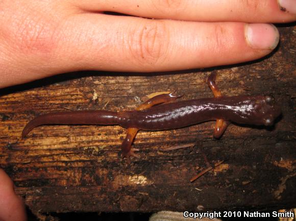 Yellow-eyed Ensatina (Ensatina eschscholtzii xanthoptica)