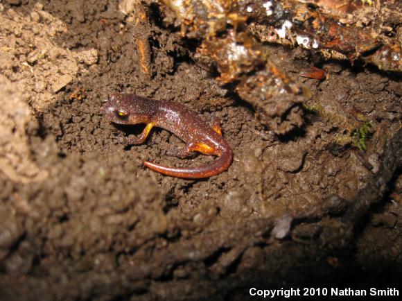 Yellow-eyed Ensatina (Ensatina eschscholtzii xanthoptica)