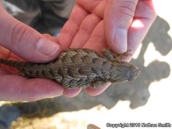 Coast Range Fence Lizard (Sceloporus occidentalis bocourtii)