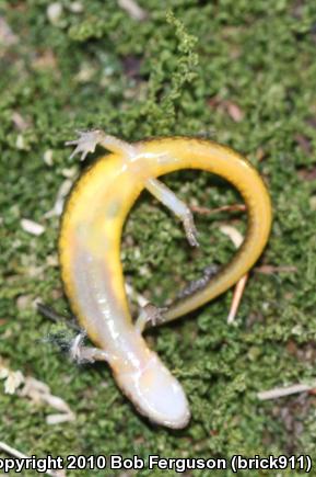 Northern Two-lined Salamander (Eurycea bislineata)