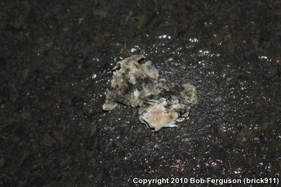 Gray Treefrog (Hyla versicolor)