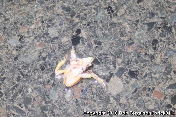 Spring Peeper (Pseudacris crucifer)