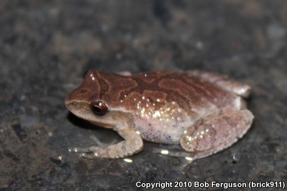 Spring Peeper (Pseudacris crucifer)