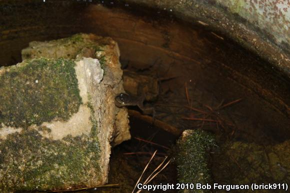 Northern Green Frog (Lithobates clamitans melanota)