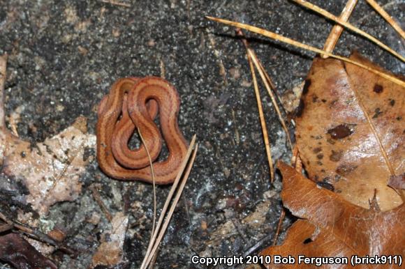 Northern Red-bellied Snake (Storeria occipitomaculata occipitomaculata)